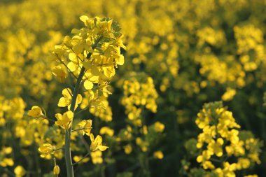 Kolza tohumu tarlası, güneşli gün, bulutlu gökyüzü.