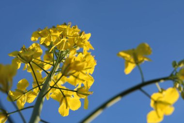 Kolza tohumu tarlası, güneşli gün, bulutlu gökyüzü.