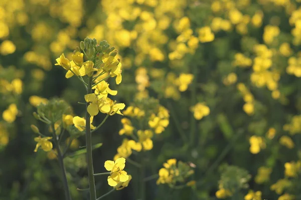 Kolza tohumu tarlası, güneşli gün, bulutlu gökyüzü.