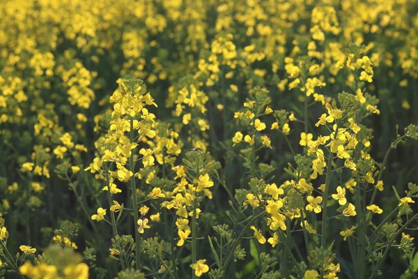 Rapeseed Field Sunny Day Cloudy Sky — Stock Photo, Image