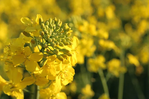 Kolza tohumu tarlası, güneşli gün, bulutlu gökyüzü.