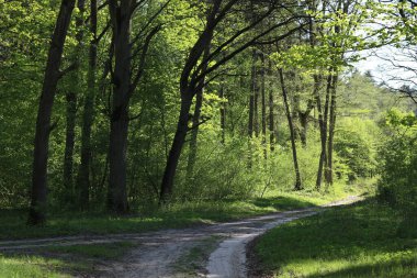 Güneşli bir günde orman kum yolu,