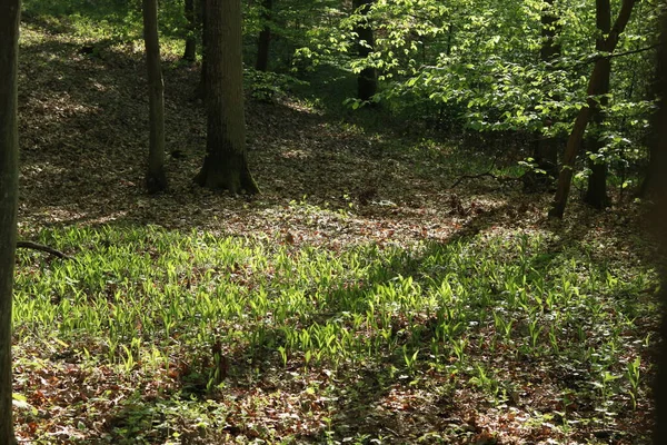 Lys Florissants Vallée Dans Forêt — Photo