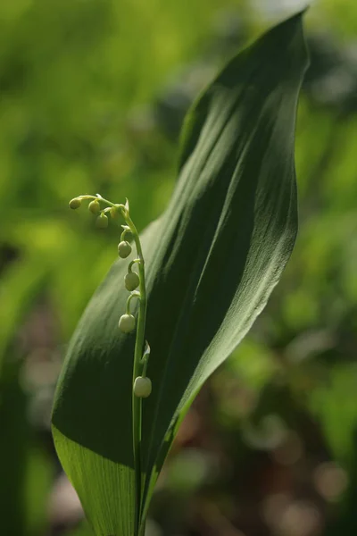 Lys Florissants Vallée Dans Forêt — Photo