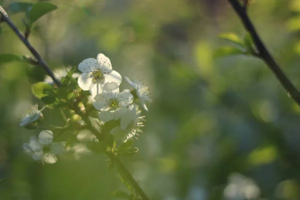 Kirschblüten Sichtbar Unter Der Sonnenblume Mit Verschwommenem Hintergrund — Stockfoto