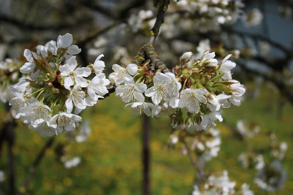 背景にタンポポが咲き 桜が咲きます — ストック写真