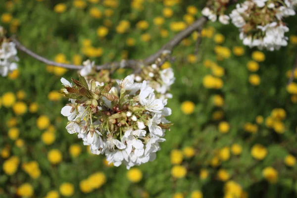 Çiçek açan kiraz çiçekleri ve arka planda bir karahindiba.
