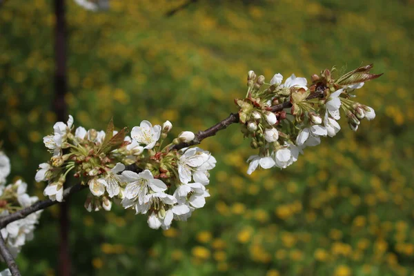 背景にタンポポが咲き 桜が咲きます — ストック写真