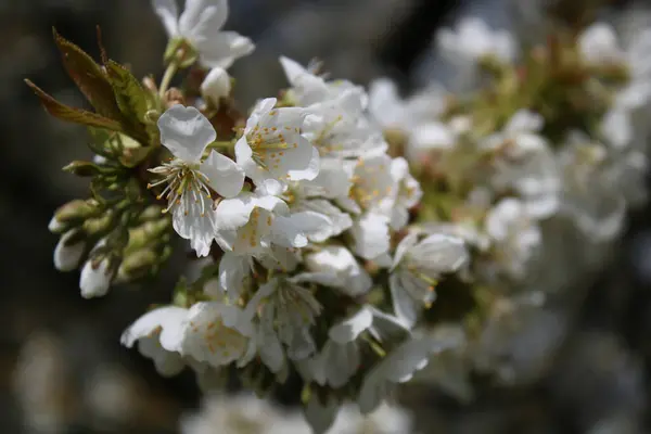 背景にタンポポが咲き 桜が咲きます — ストック写真