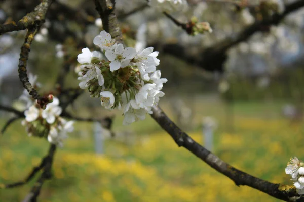 Çiçek açan kiraz çiçekleri ve arka planda bir karahindiba.