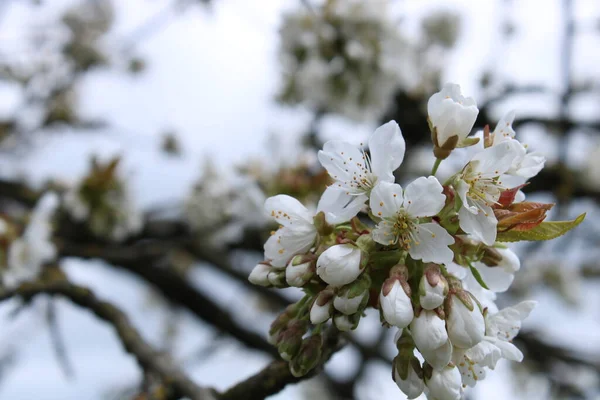 桜の花は 背景に青い空があります — ストック写真