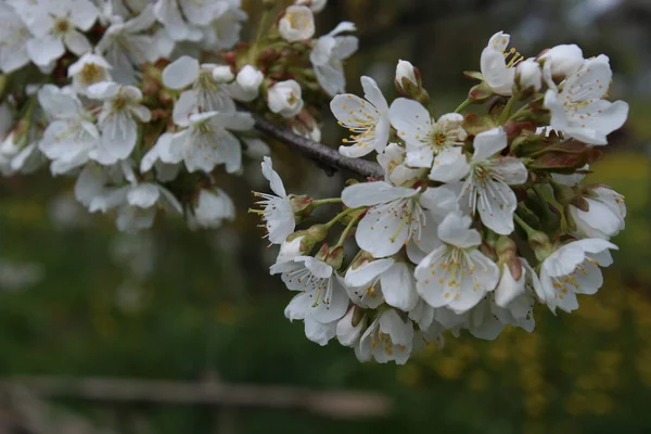 Třešňové Květy Květu Pampeliškou Pozadí — Stock fotografie