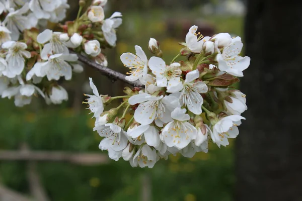Třešňové Květy Květu Pampeliškou Pozadí — Stock fotografie
