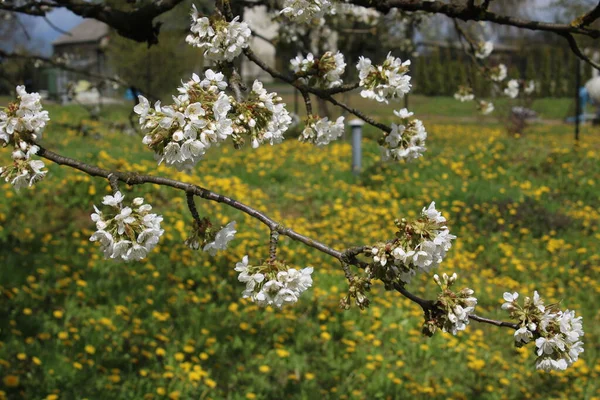 Çiçek açan kiraz çiçekleri ve arka planda bir karahindiba.