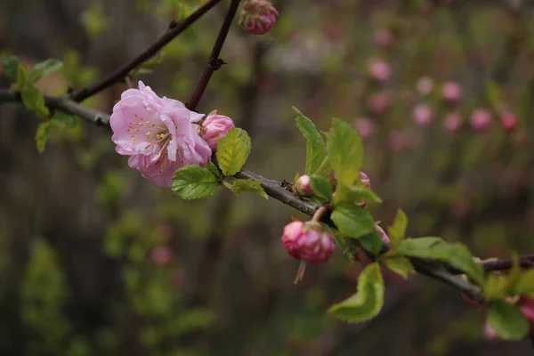 Mandelblüten Garten Einem Bewölkten Tag — Stockfoto