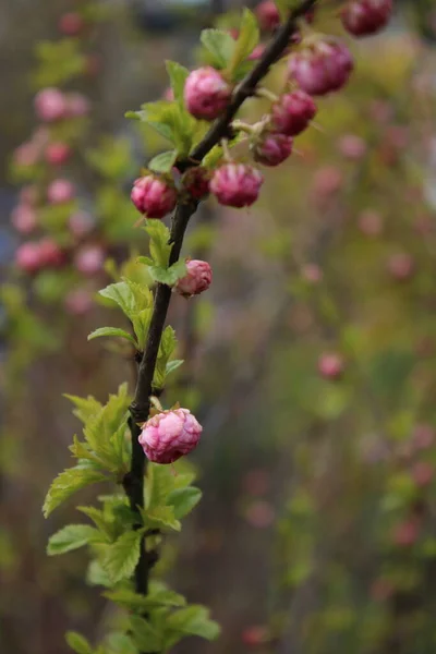 曇った日に庭のアーモンドの花 — ストック写真