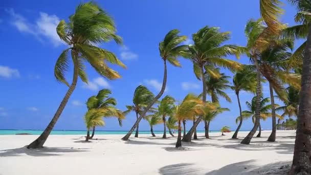 Beach with palm trees without people. — Stock Video