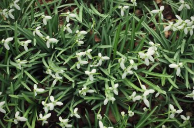 Yukarıdaki kardelen