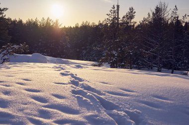 Soğuk bir günde kış ormanında kar yolu. Boşluğu kopyala.