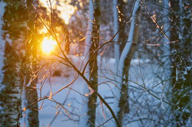 Karlı kış ormanlarında gün batımının parıltıları.