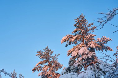 Kışın kar altında çamların tepeleri mavi gökyüzüne karşı. Boşluğu kopyala.