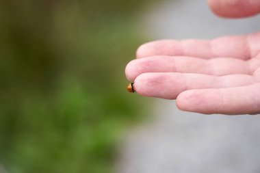 Uğur böceği, doğal ışık altındaki bir adamın elinde..                               