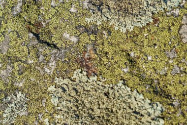 Yeşil arka plan olarak küf ve yosun olan eski bir taş duvar. Seçici odak.