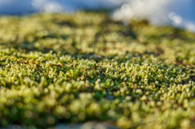 Yosun doğal bir arka plan gibidir. Seçici odak.