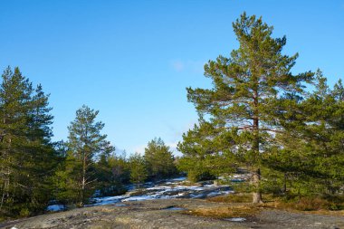 Bahar ormanında bir kayanın üzerinde kar erir. Ladin Ormanı.