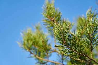 Mavi gökyüzüne karşı ladin dalı. Boşluğu kopyala.