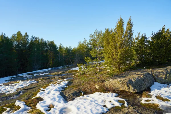 Snow melts in the spring forest on a rock. Spruce forest.