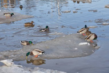 Ördekler baharda nehirde buzda yürür.