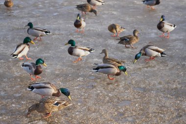 Ördekler donmuş nehirde yiyecek arıyorlar..