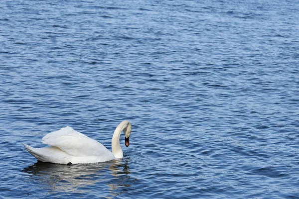 De zwaan heeft zijn veren en zwemmers in de Oostzee opgepompt.. — Stockfoto