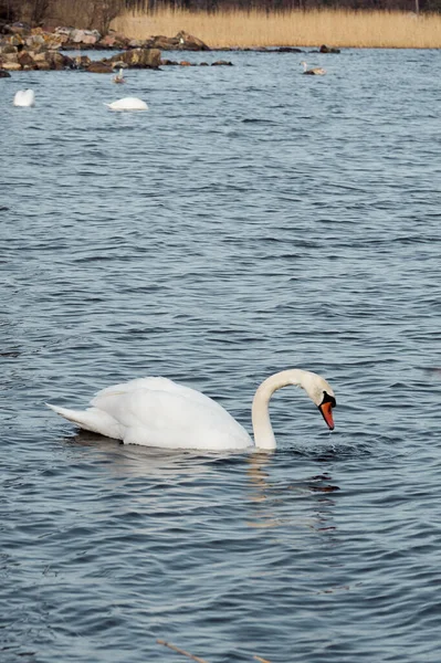 Cisne nadando en un cuerpo de agua — Foto de Stock