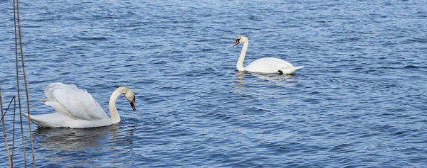 Two swans are floating on the water.