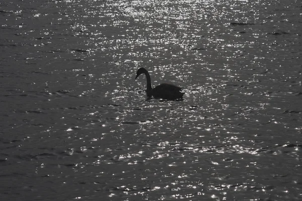 The silhouette of a swan with the glare of the sun on the water. — Stock Photo, Image