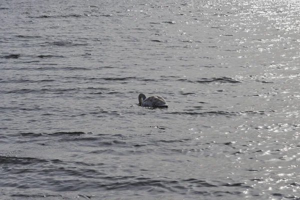 De zwaan drijft op zee in de stralen van de zon. — Stockfoto