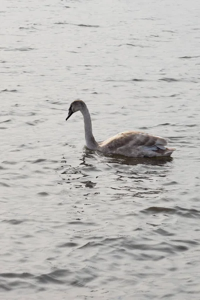 Un jeune cygne gris flotte sur la mer. — Photo