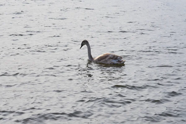 Een jonge grijze zwaan drijft op zee. — Stockfoto