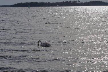 Genç bir kuğu denize dalıyor..