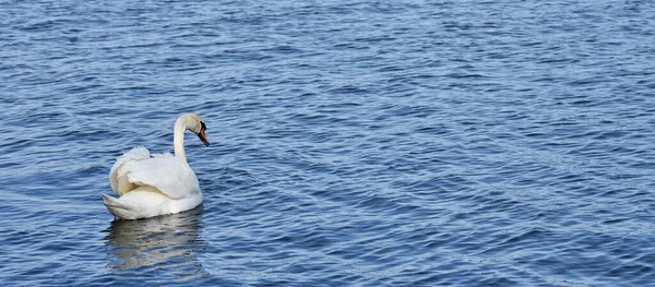 Een prachtige witte zwaan op blauw water. — Stockfoto