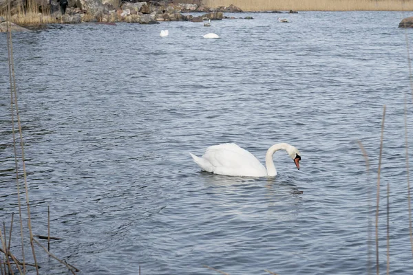 Cygnes blancs au bord de la mer au printemps. — Photo