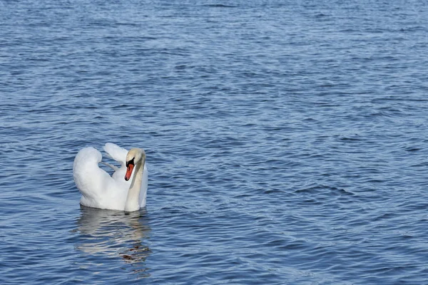 De witte zwaan drijft in het voorjaar op zee. — Stockfoto