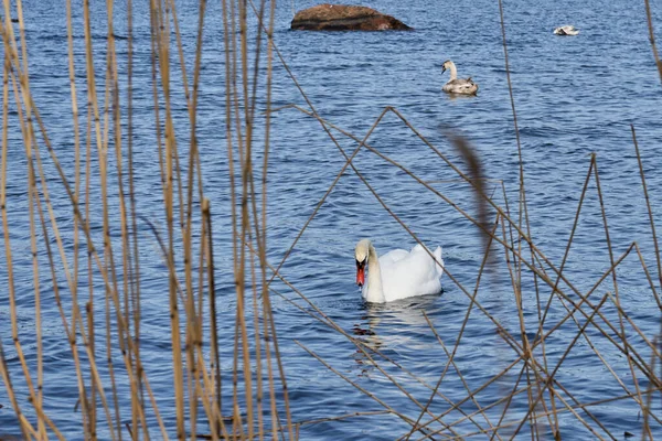 Witte zwaan aan de Oostzeekust in Finland. — Stockfoto