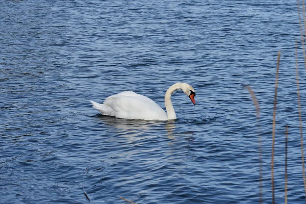 Cisne blanco en la costa del Mar Báltico. — Foto de Stock