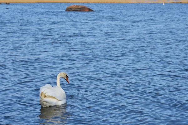 Een zwaan zwemmend in een watermassa — Stockfoto