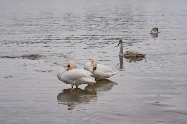 Белые и серые лебеди на воде. — стоковое фото
