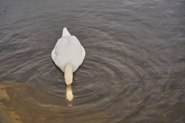 Un cygne blanc cherche de la nourriture sous l'eau. — Photo