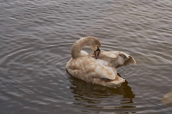 Een jonge grijze zwaan reinigt veren in het water. — Stockfoto